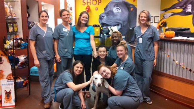 These days, he's a busy bee. He helps other shelter animals feel relaxed and at ease.