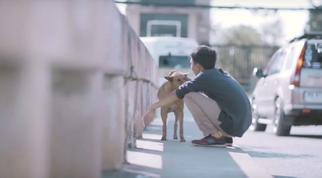 He's also just the right kind of assertive to help shy dogs approach him and he's totally patient with defensive pups.