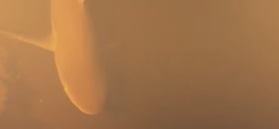 The researchers working on the project were perplexed, with one wondering how these creatures manage to live if they're literally risking death at any moment. Do they know instinctively when the volcano will erupt?