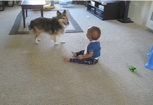 As Far As This Giggly Baby Is Concerned, The Dog Is The Best Babysitter ...