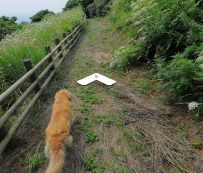 "I will be your humble doggo guide."