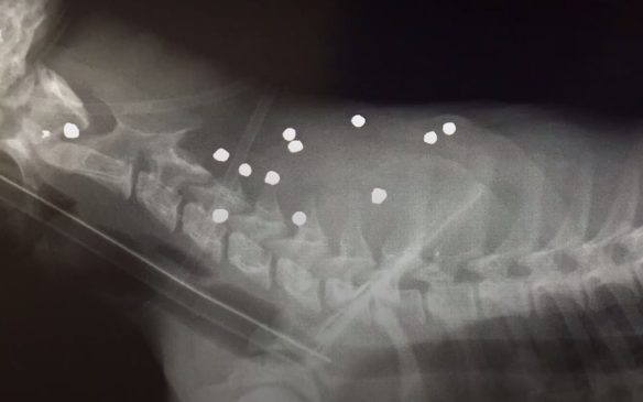 When they arrived, a team of vets led by Dr. Andres Ortega and Dr. Cris Cely, who works with Darwin Animal Doctors, found and successfully removed 18 shotgun pellets from the cub's body.