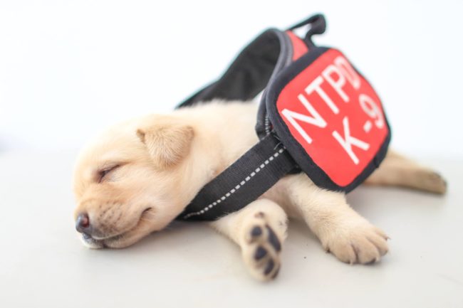 "Sometimes, he would fall asleep while eating, and then he would wake up suddenly and carry on eating like nothing happened," he said. "How could people not love something as cute as that?"