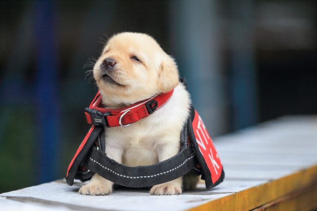 But Pan Tian-long, captain of the K-9 Unit, says he has special plans for Fushin, the only yellow Lab.
