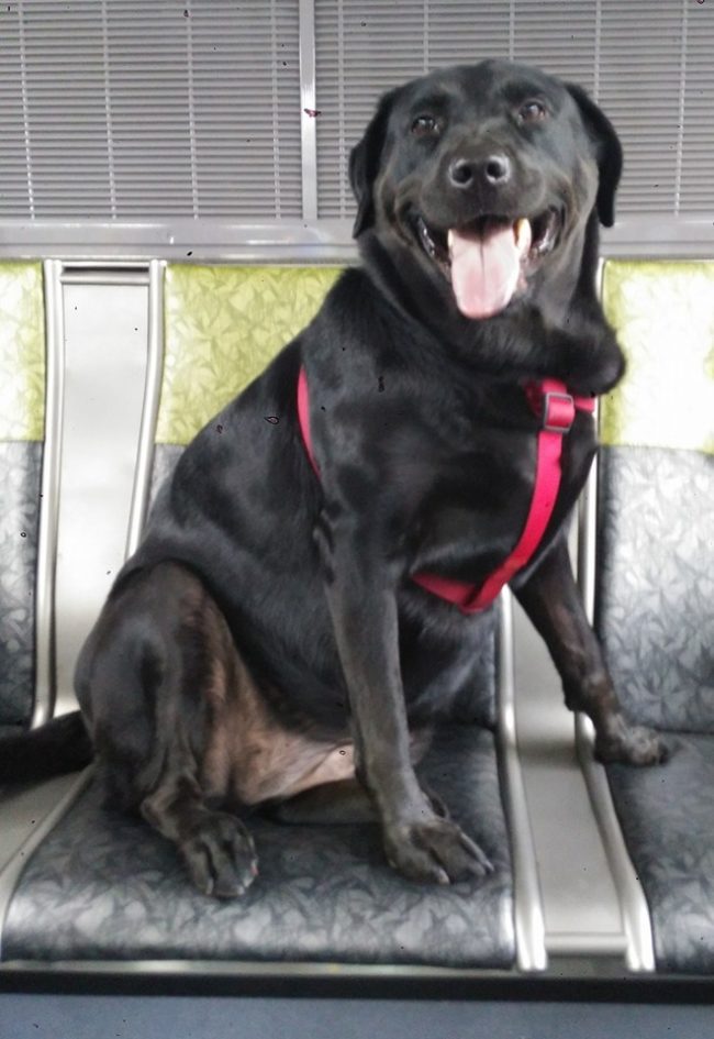 Her solo rides began when one day, her owner, Jeff Young, wasn't done with his cigarette by the time their bus arrived to pick them up. The impatient pup decided to get on without him and somehow knew where to get off.