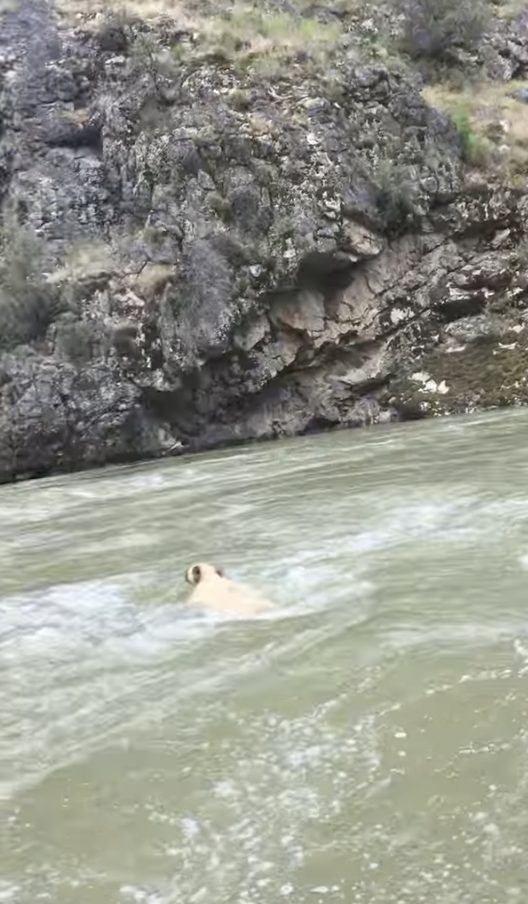 The poor critter had gotten itself trapped in the water’s reverse current and was growing more exhausted by the second.