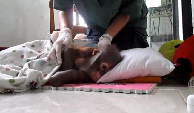When the team from IAR brought him back to their rescue center, he was so weak that he couldn't move, let alone sit up.