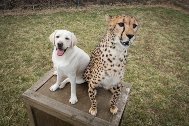 The dogs are also rescued from shelters, so the relationship is very beneficial to both of them.
