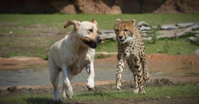 Once keepers are confident that they'll be fine together, they're both moved into a shared living space where they can play all they want!