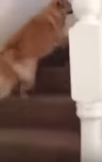 His frantic search took him upstairs...