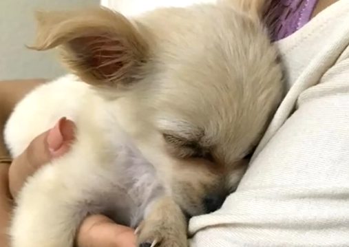 The little guy was taken to Connor and Millie's Dog Rescue. He's in good hands with a woman named Darlene Blair, but she was still heartbroken after reading the owner's message.