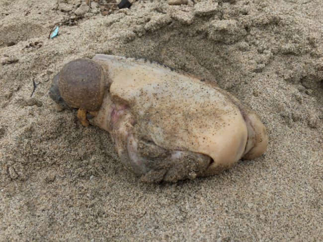 But once the image went viral and made its way to a marine biologist on Reddit, light was shed on the situation.