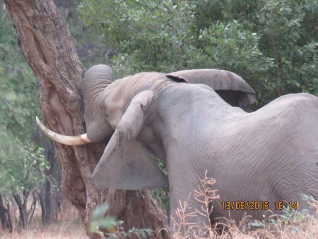 He took a nap against a tree after treatment, probably dealing with a huge headache.