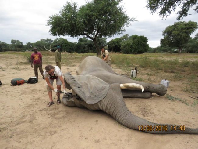 After vets tranquilized Pretty Boy, they used a metal detector to look for bullets trapped in his head.