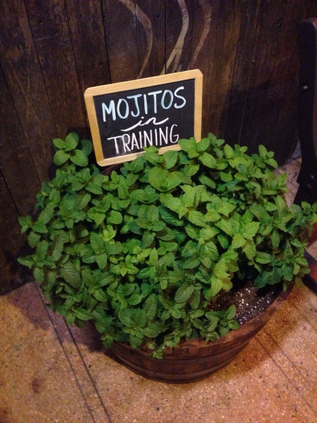 How to make a mint plant adorable in 10 seconds or less.