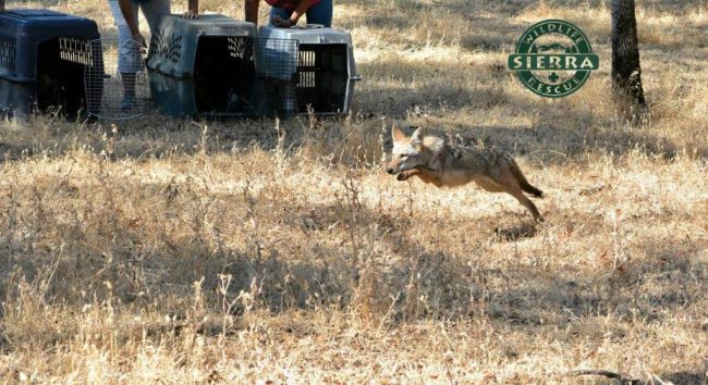 ...they were all released together on over 800 acres of open land, where they'll be able to live out the rest of their lives in freedom.