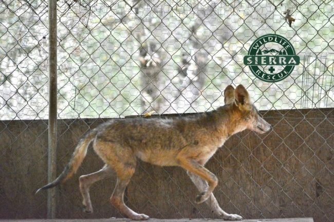 ...Princess was taken to the Sierra Wildlife Rescue, where she was placed with two other coyote pups for socialization.