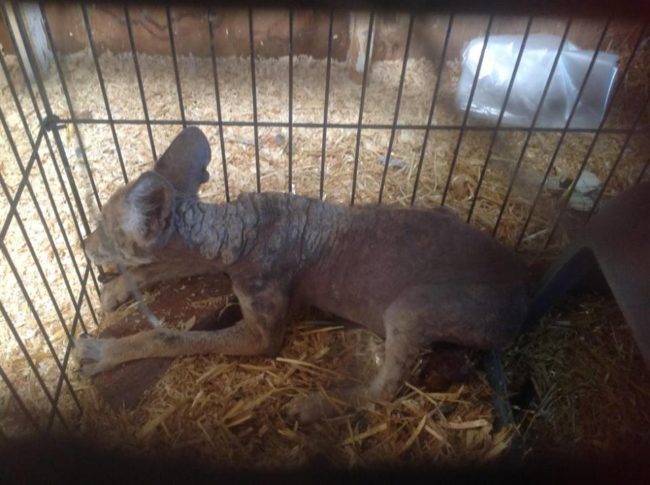 But with fluids, medicine to ease her itching, and a bath to help remove her dead skin, she was eating more and starting to feel much better.