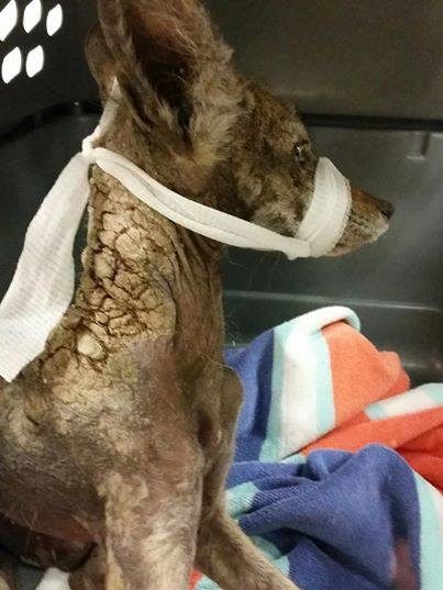 That's when she called the City of Folsom Animal Services. Officers came and picked up the coyote. She soon came to be called Princess.