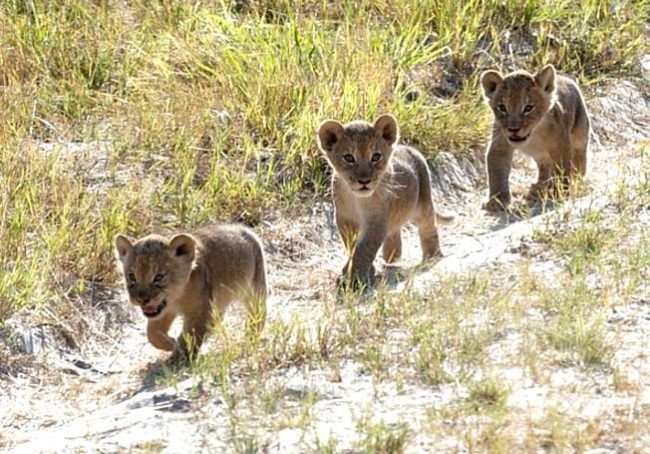 Xanda is survived by his pride of three female lions and seven cubs, three of which are his own.