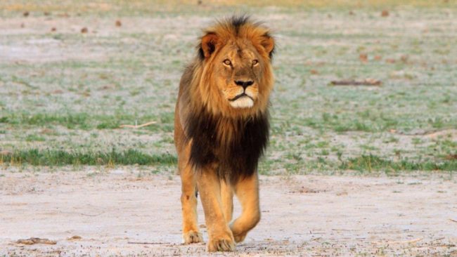 And while Cooke was quick to return the lion’s collar and explain what happened, the hunt was unfortunately 100 percent legal.