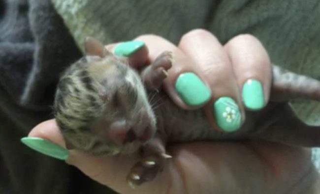 Joe Taft, director of the rescue center, confirmed that the kittens were born prematurely.