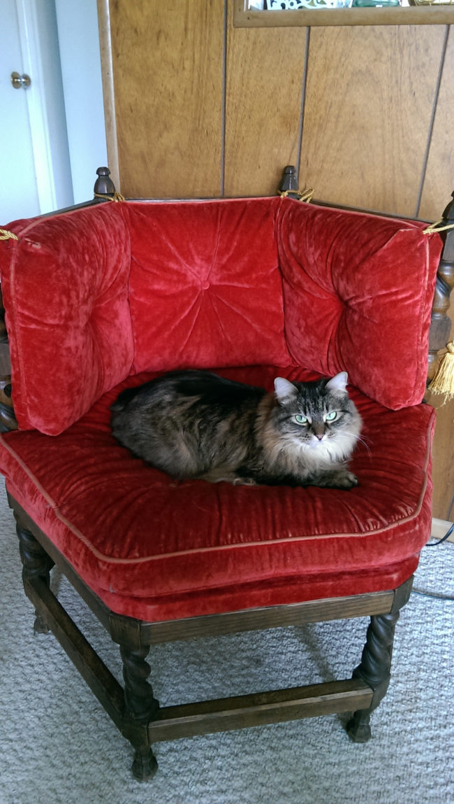 A throne for your royal kitty.