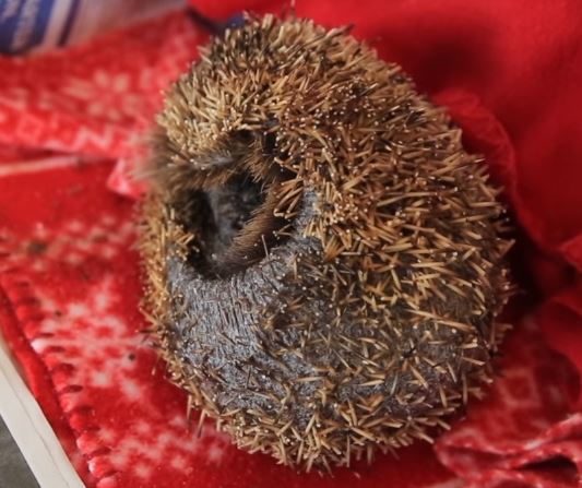 According to the Broadheads, Frankie would need close to eight months to grow new spines to replace the one that'd been cut. “If his spines grow back we’ll be able to release him back into the wild," Allan said. "if not we’ll keep him at the sanctuary and create a little safe area for him."