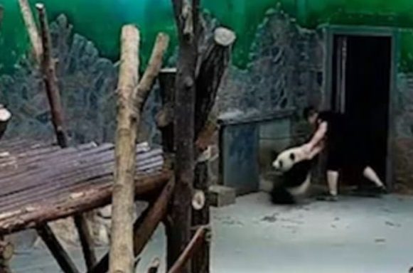 Some say that pandas, even cubs, can act quite fiercely. The Chengdu Research Base of Giant Panda says the cubs were overexcited, biting and clawing at the workers.