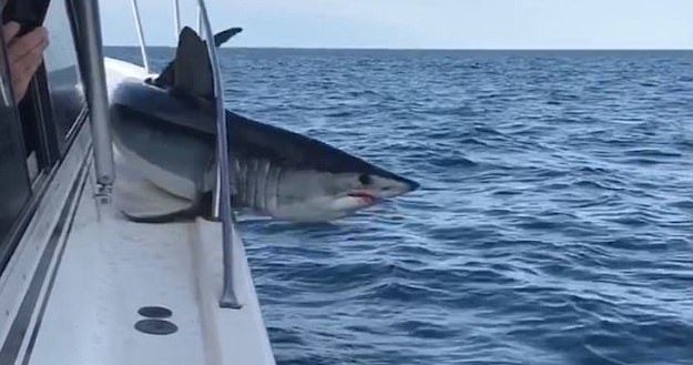 In the process, the shark managed to injure its mouth. Imagine seeing this while you're out fishing!