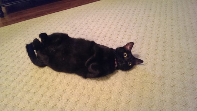 This kitty thinks that if she doesn't move no one will know she's been sniffing the stuff.