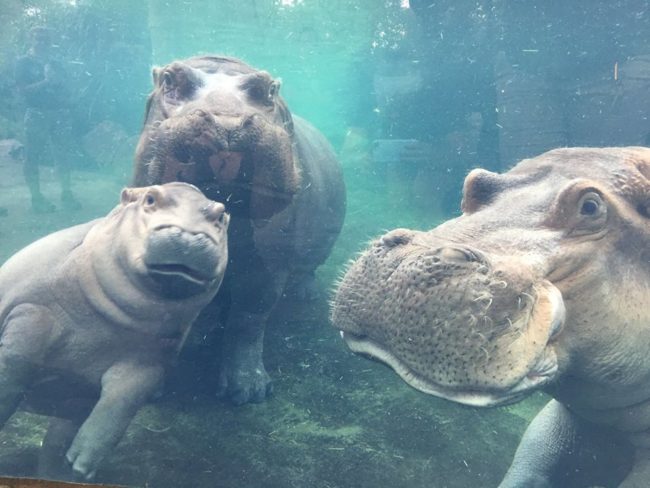 While she was working on improving her health, Fiona had been separated from her parents. But last month, she was reunited with both of them! I'd say it went pretty well.