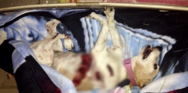 When vets saw her, they immediately knew that this was the work of a human attacker.