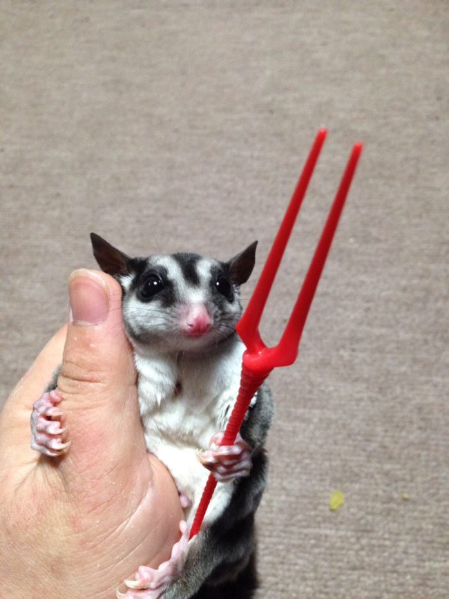 And as one person pointed out, sugar gliders do the same thing!