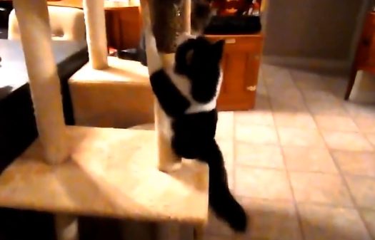 He can even climb up and down cat trees without any issues.