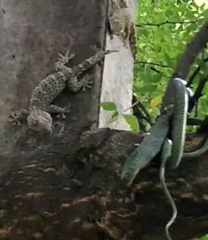 They poked, prodded, and bit the snake, which still had a whole gecko lodged in its throat.