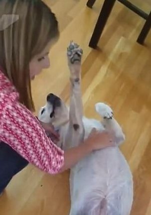 Lola ran inside the house and settled in quickly, demanding the belly rubs she'd been missing all year long.