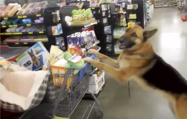 With his dog dad right by his side, Cash even managed to sneak a few dog treats into the shopping cart.