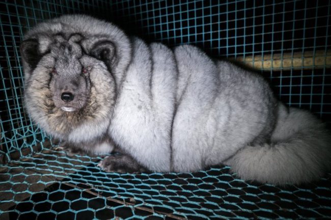 Once the foxes are killed, their pelts are sold under the Saga Furs brand and end up in luxury fashion lines like Louise Vuitton, Gucci, and Michael Kors.