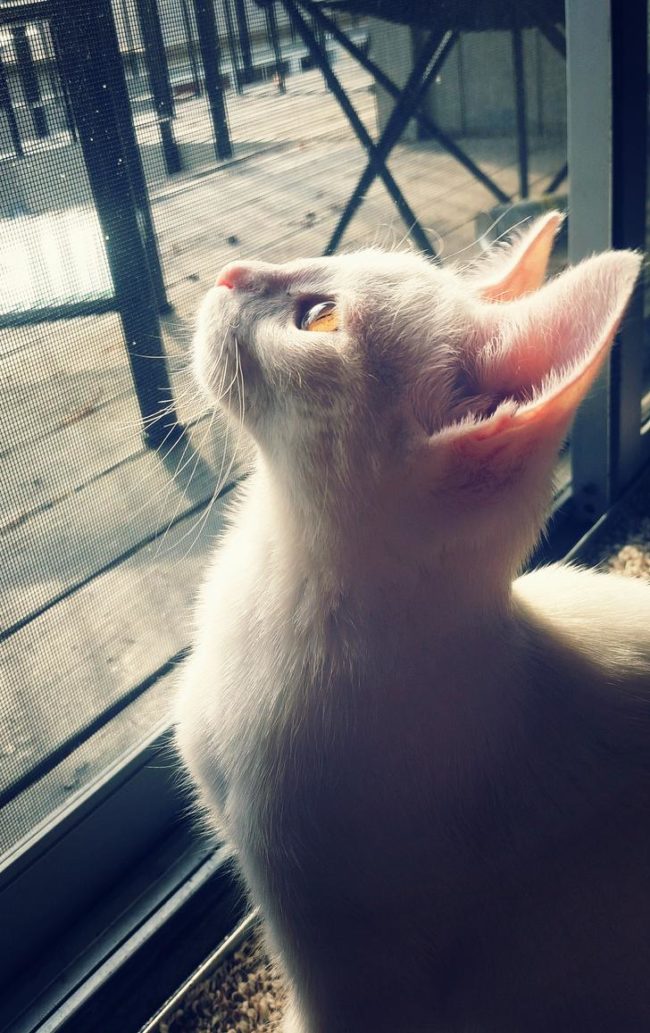 Now, Ollie is three months old. The original plan was to raise him until he was able to be adopted, but CaliCatLady decided she couldn't live without him and now he's part of the family.