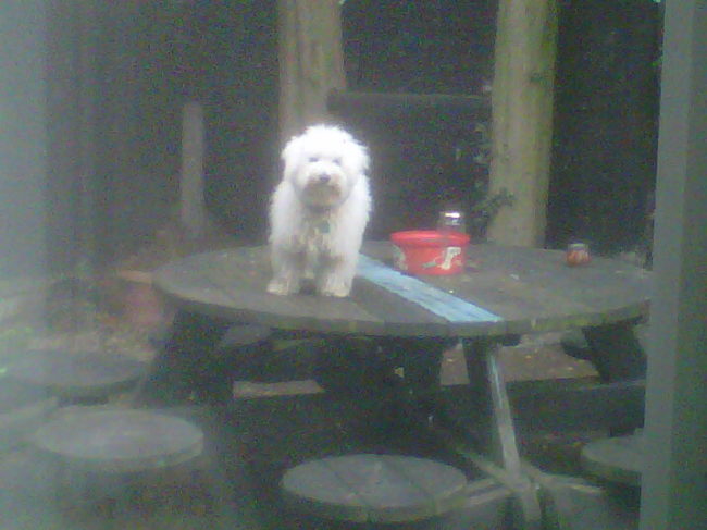 After being punished for standing on the dinner table, this is how this little nugget decided to protest.