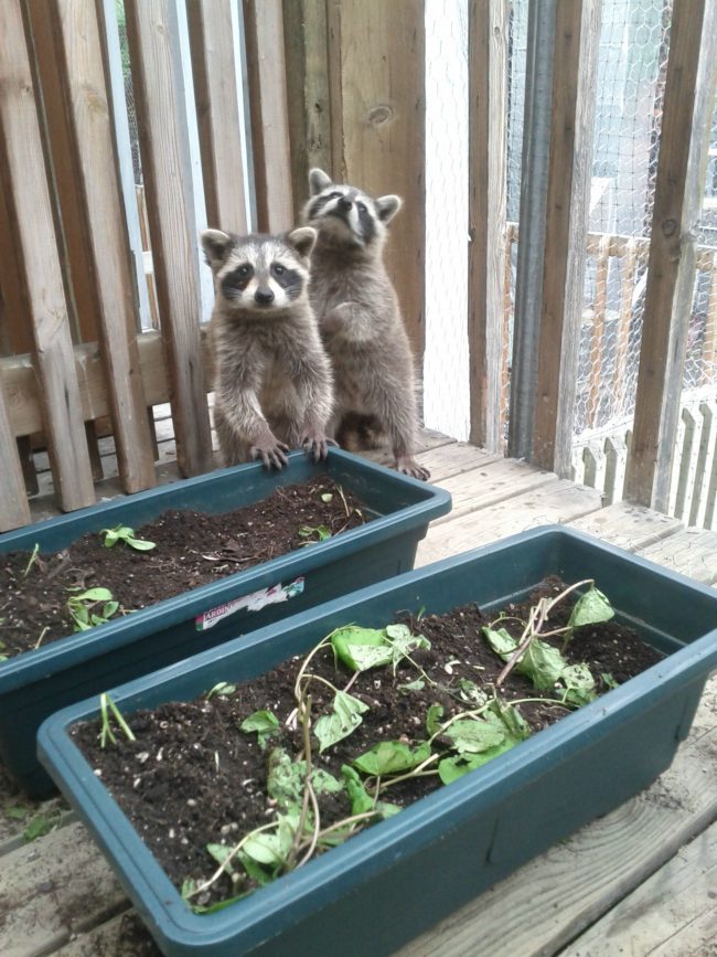 "So I woke up this morning and my herb garden was missing."