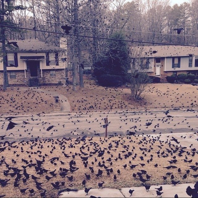 "So I woke up to this out front." You'd better call Hitchcock, buddy.