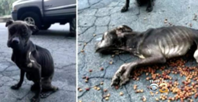 Some dog food had been poured out on the ground, but they were too injured and emaciated to move. Russell Harper, the chief humane officer with Justice Rescue, described one as "cold as ice."