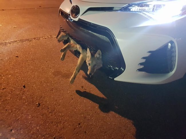 Not only was it alive, it was barely hurt. Animal Control came out to rescue the poor guy from his predicament.