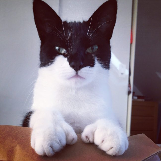 Na na na na na na na na...CATMAN!