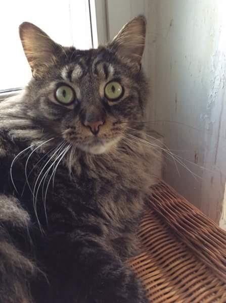 In school, this kitty was teased for having "Fur" eyes!