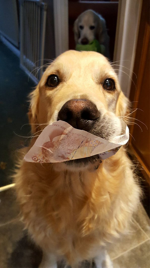 A dog that brings you money is the goodest good boy.