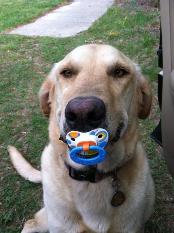 Doggo's just trying to help clean up after the kid!