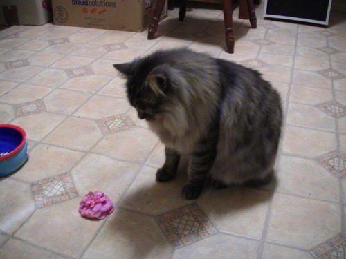 What a romantic kitty, always bringing flowers.